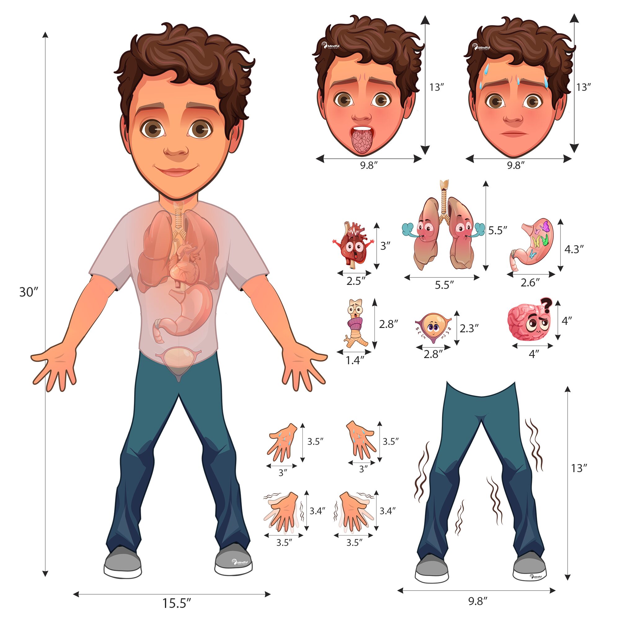 30 Inch Body Male Magnet - Image 2